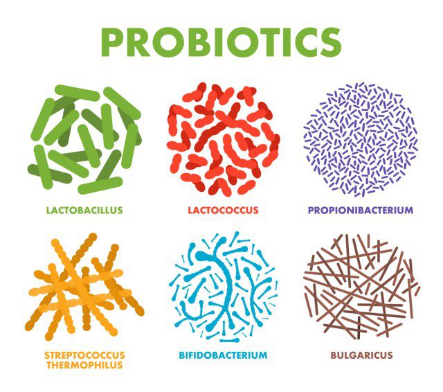Hình ảnh: Một số chi probiotic thường gặp 