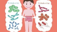 Men vi sinh là gì? Những điều cần biết khi bổ sung men vi sinh cho bé